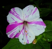 Marbles White & Red Four O'Clock, Marvel of Peru, Beauty of the Night, Mirabilis jalapa 'Marbles White & Red'